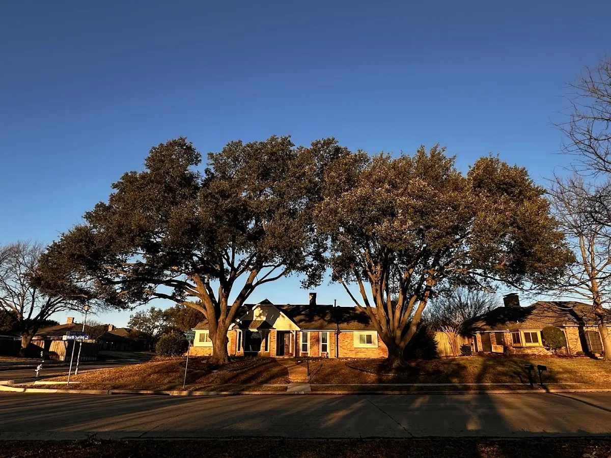 Established residential canopy tree shading a home in Springfield